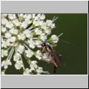 Lissonota fundator - Schlupfwespe m01c 12mm OS-Hellern Wiese det06.jpg